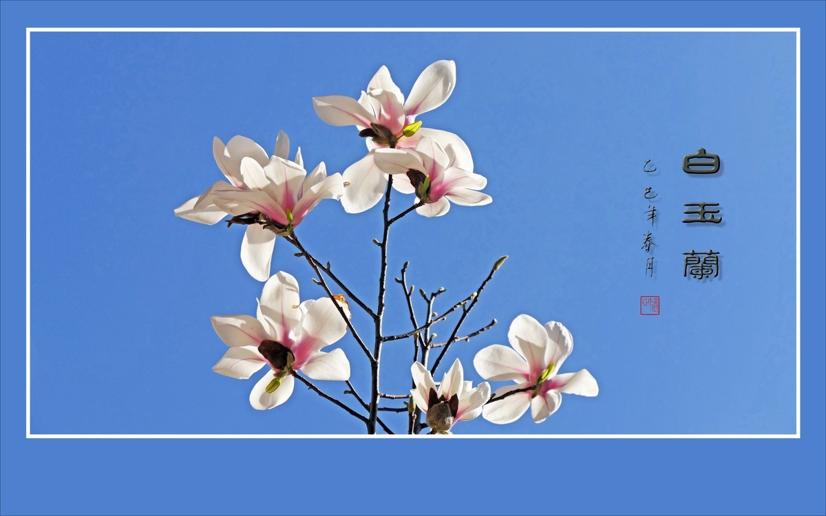 圣洁漂亮的白玉兰