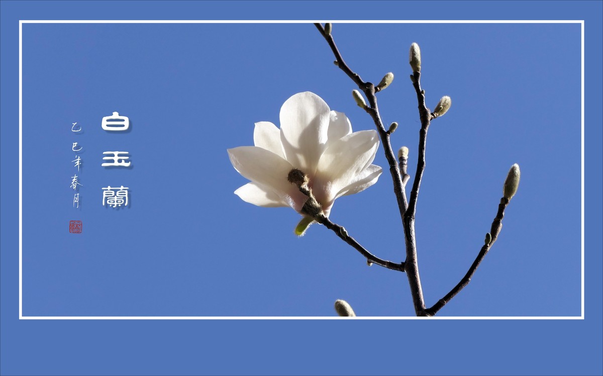 圣洁漂亮的白玉兰