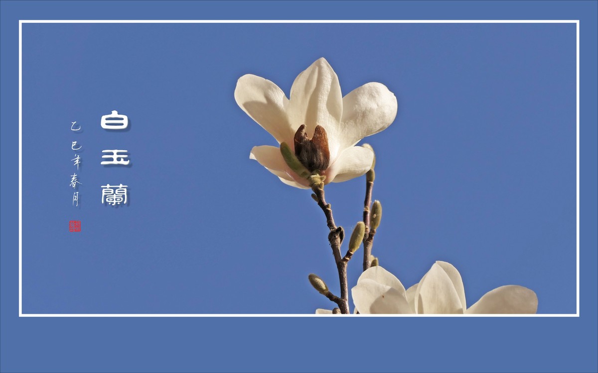 圣洁漂亮的白玉兰