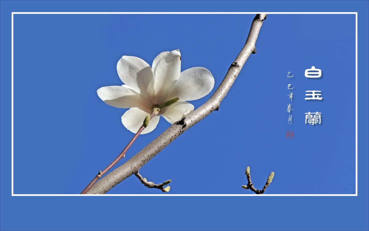 圣洁漂亮的白玉兰