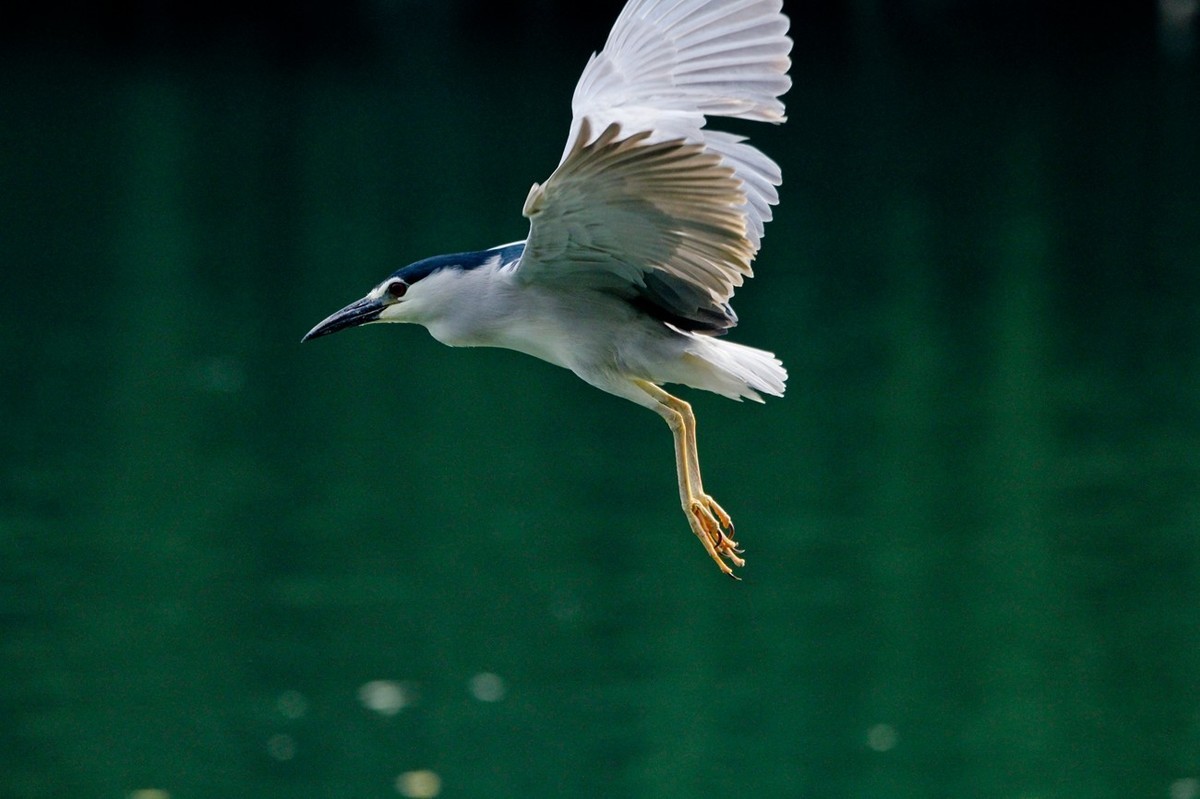 随拍——明湖夜鹭 （二）