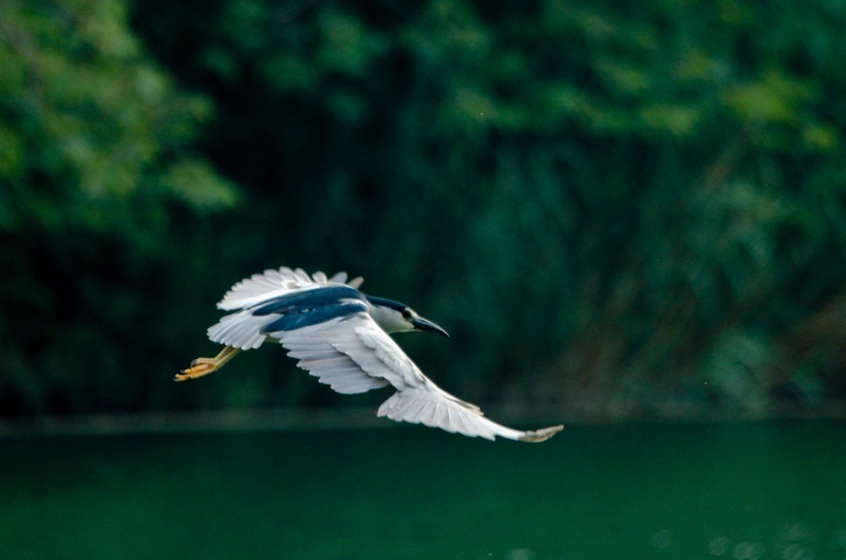 随拍——明湖夜鹭 （二）