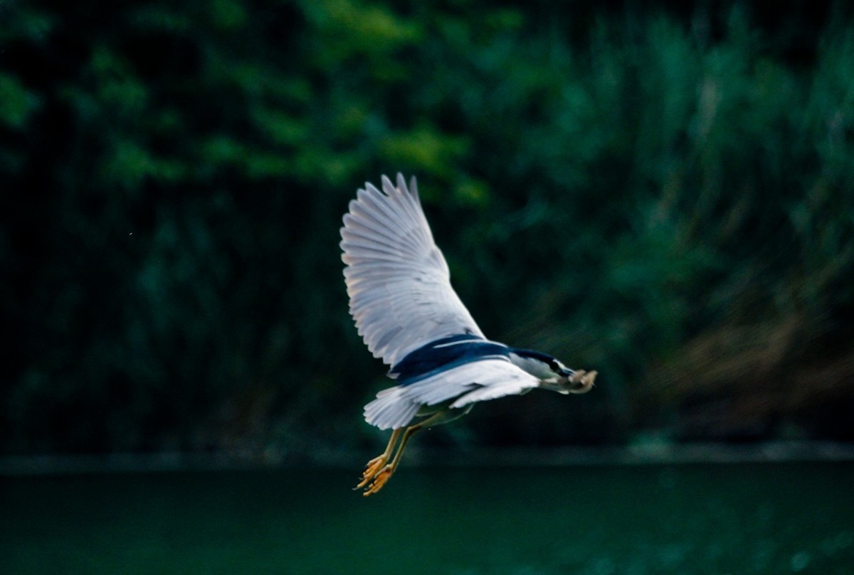 随拍——明湖夜鹭 （二）
