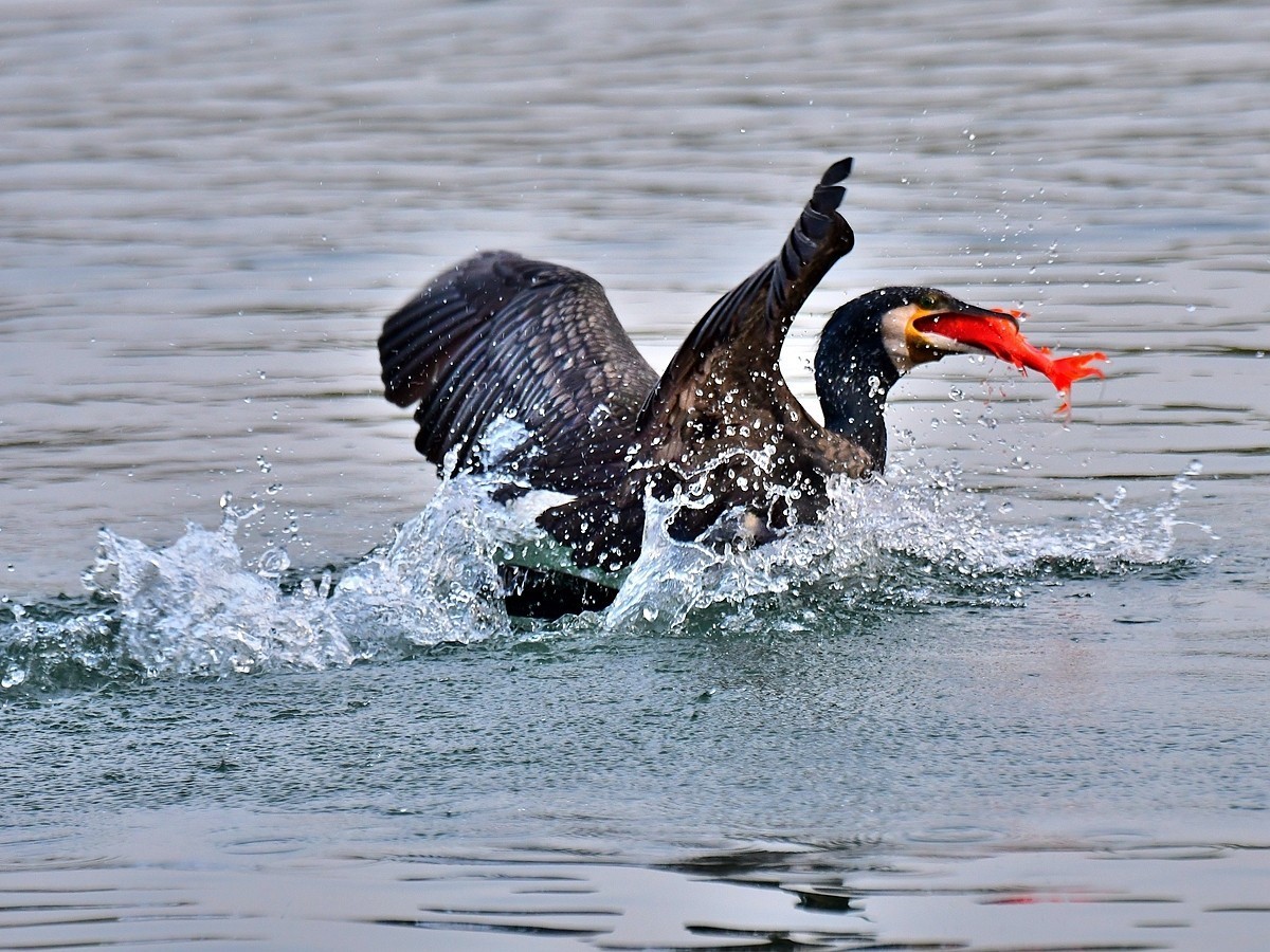 【视觉光影】明 湖 鸬 鹚 （25）