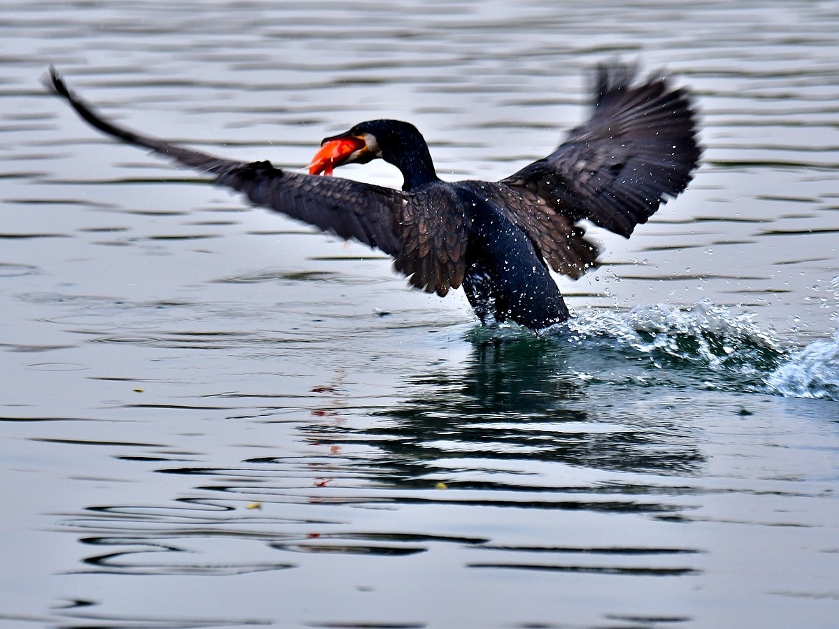 【视觉光影】明 湖 鸬 鹚 （25）