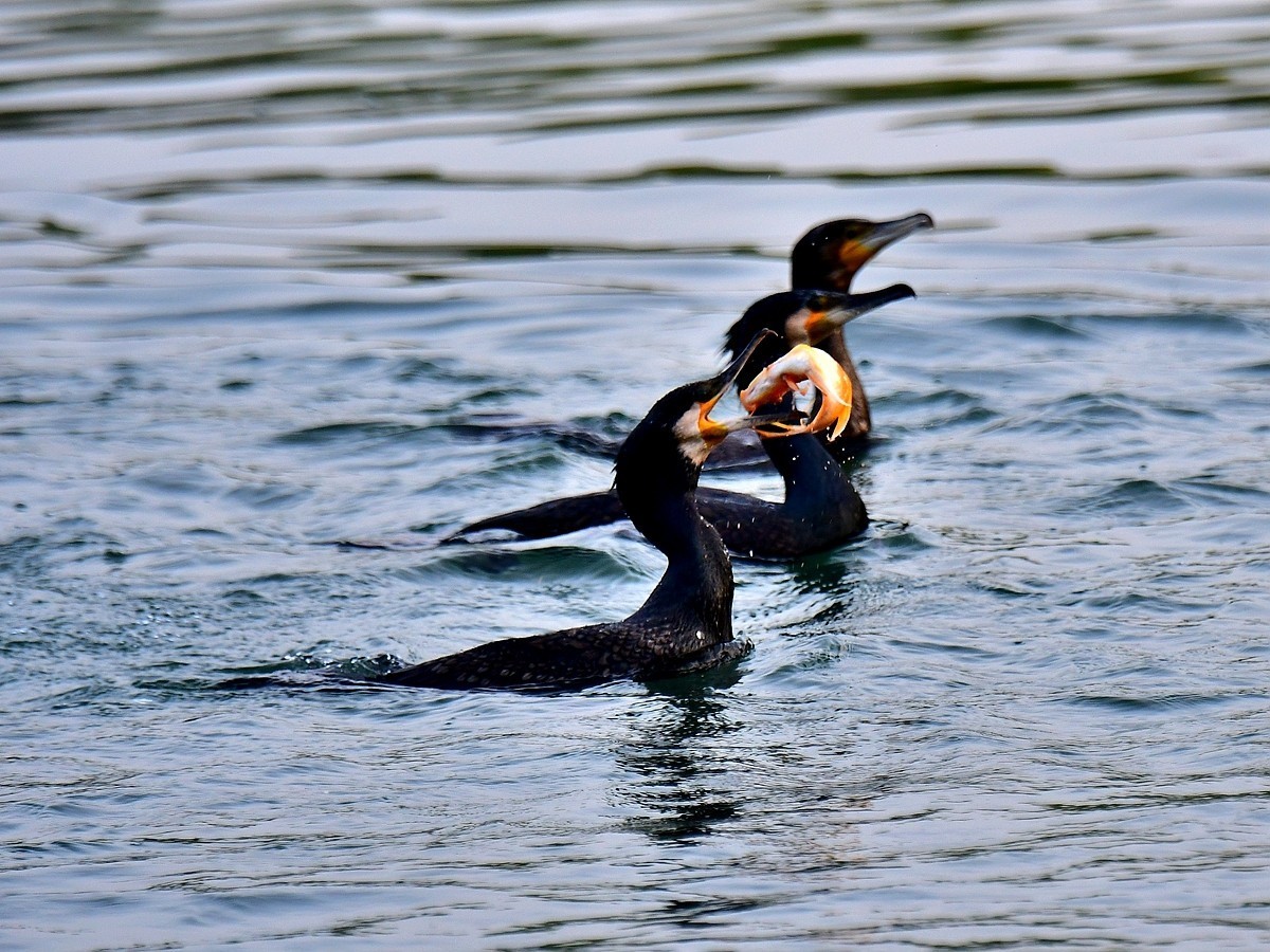 【视觉光影】明 湖 鸬 鹚 （25）
