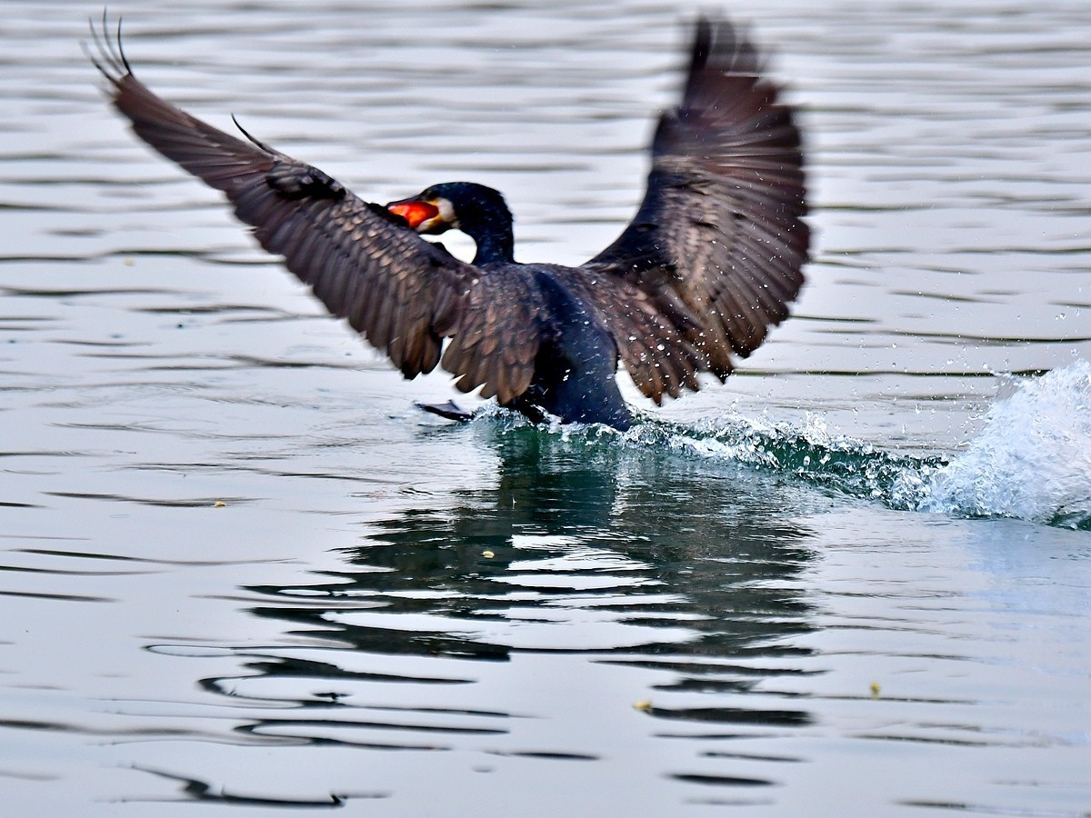 【视觉光影】明 湖 鸬 鹚 （25）