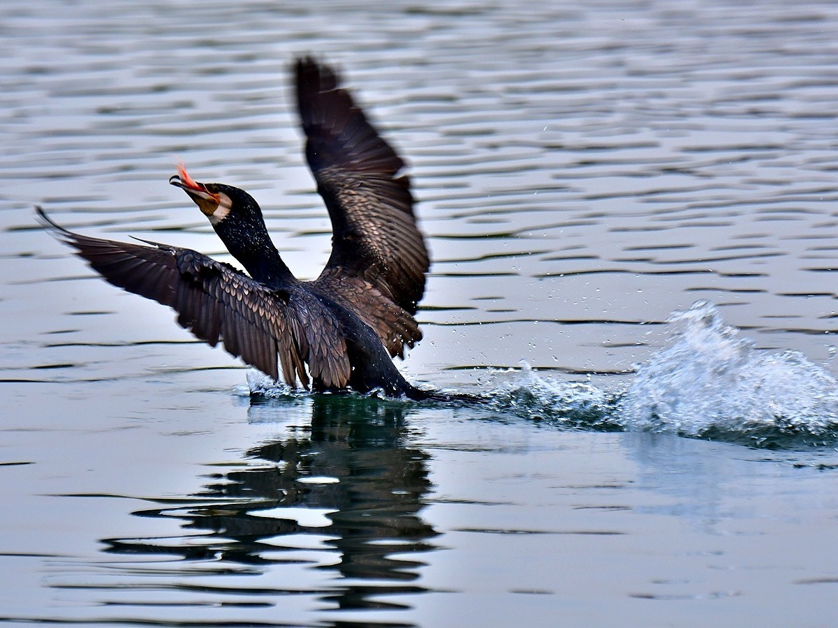 【视觉光影】明 湖 鸬 鹚 （25）