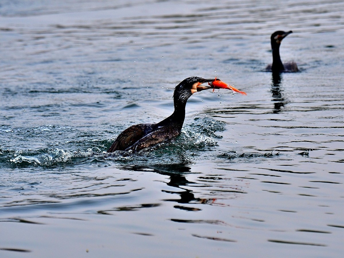 【视觉光影】明 湖 鸬 鹚 （25）