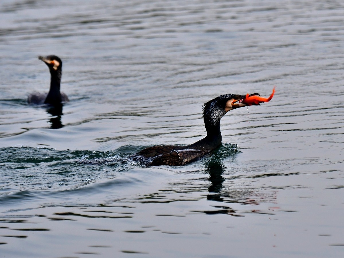 【视觉光影】明 湖 鸬 鹚 （25）