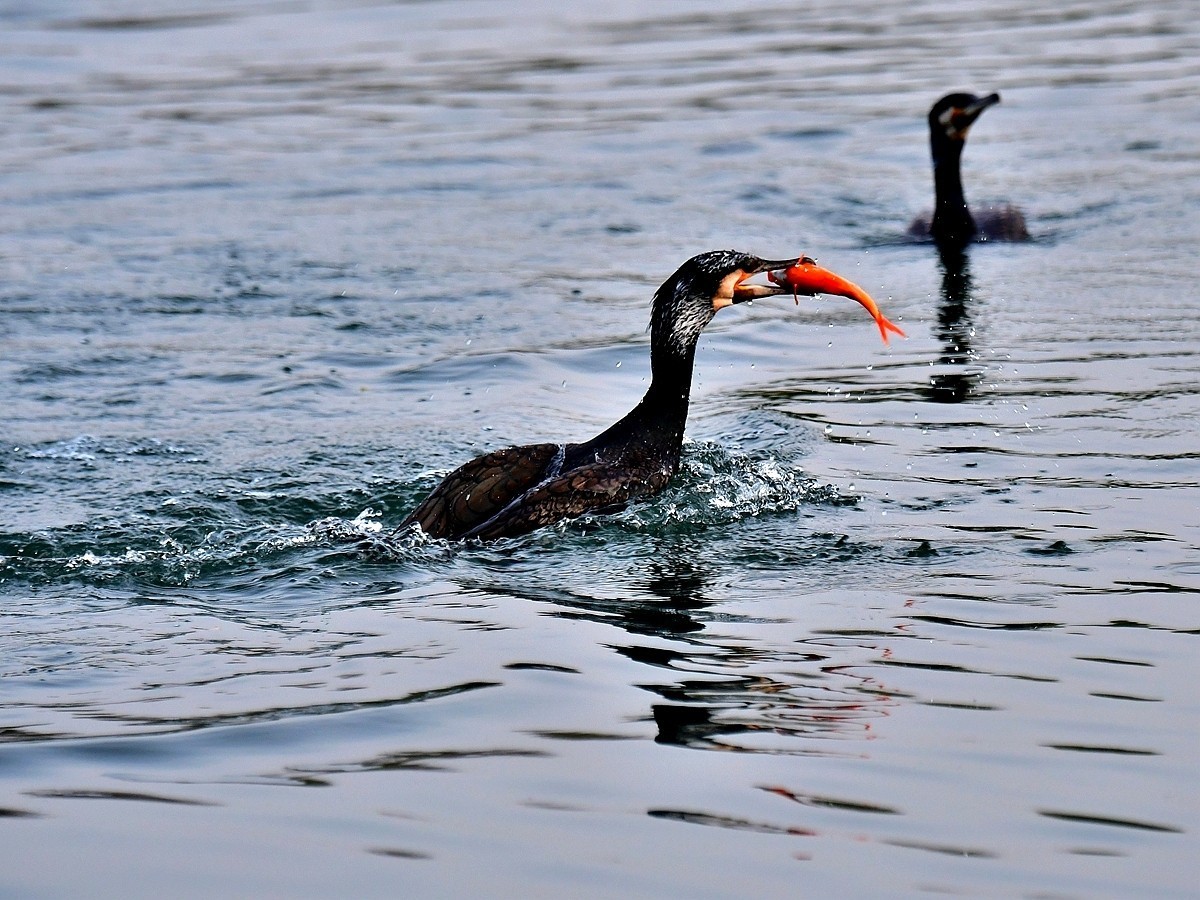 【视觉光影】明 湖 鸬 鹚 （25）