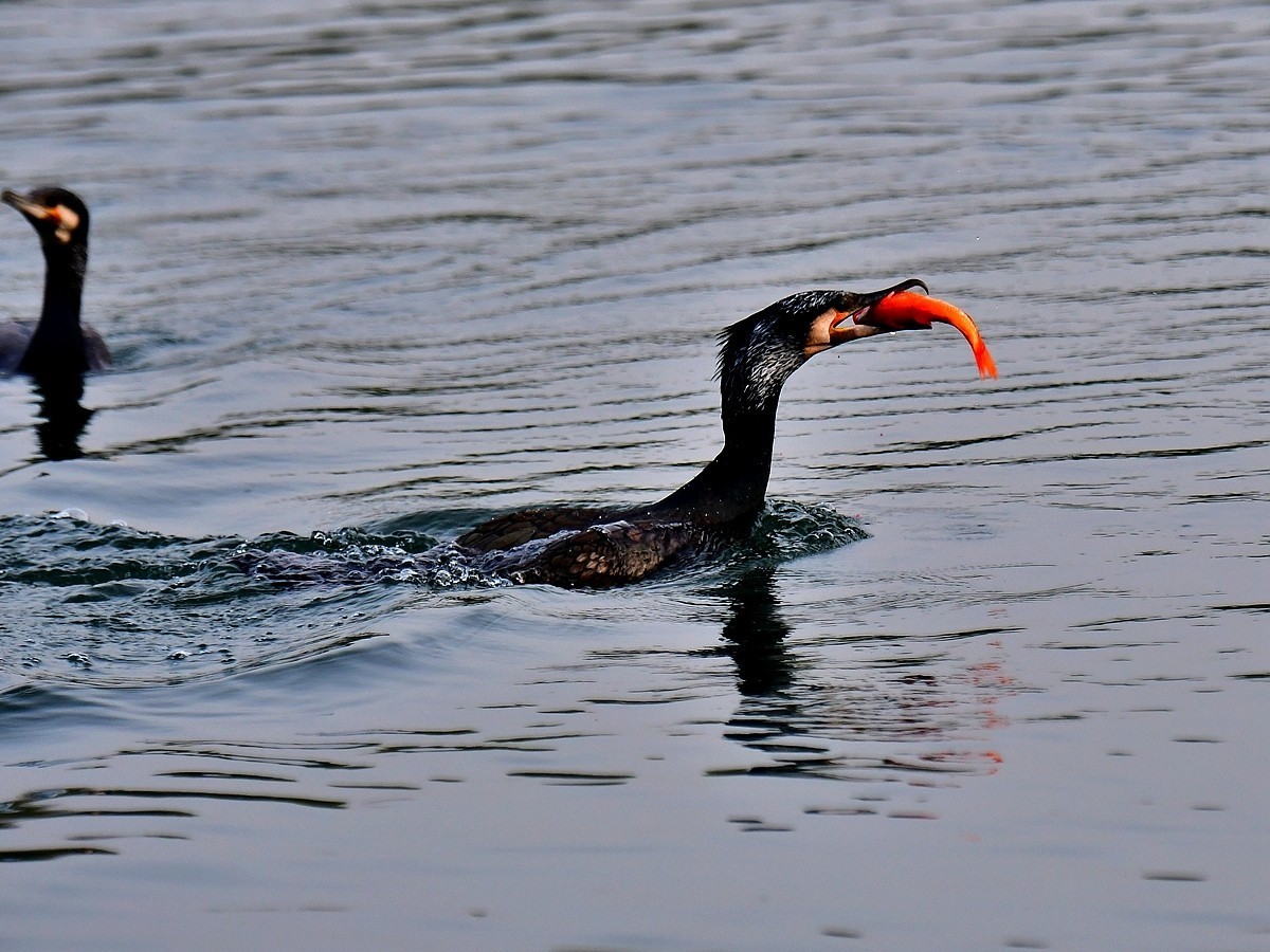 【视觉光影】明 湖 鸬 鹚 （25）
