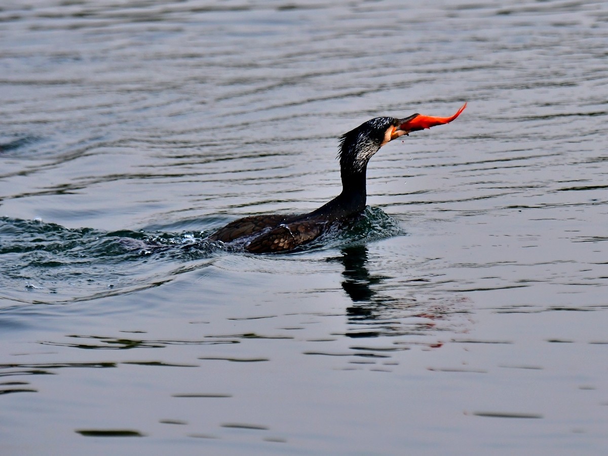 【视觉光影】明 湖 鸬 鹚 （25）