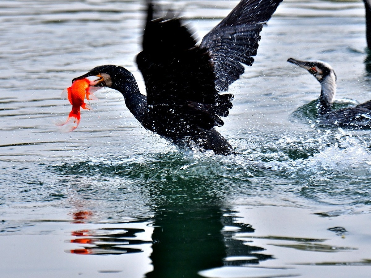 【视觉光影】明 湖 鸬 鹚 （25）