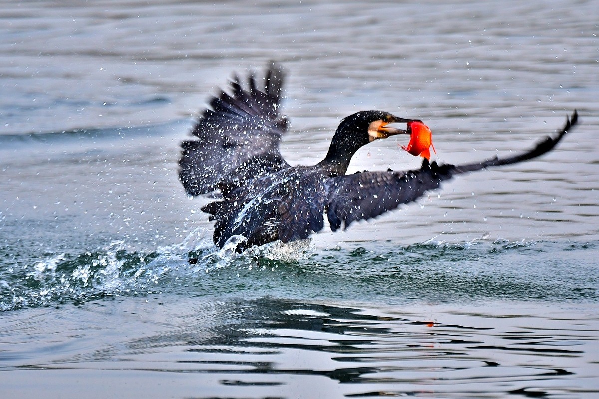 【视觉光影】明 湖 鸬 鹚 （25）