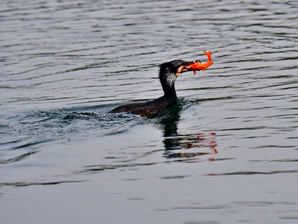 【视觉光影】明 湖 鸬 鹚 （25）
