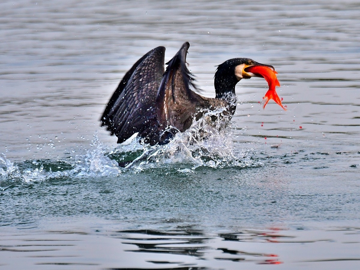【视觉光影】明 湖 鸬 鹚 （25）