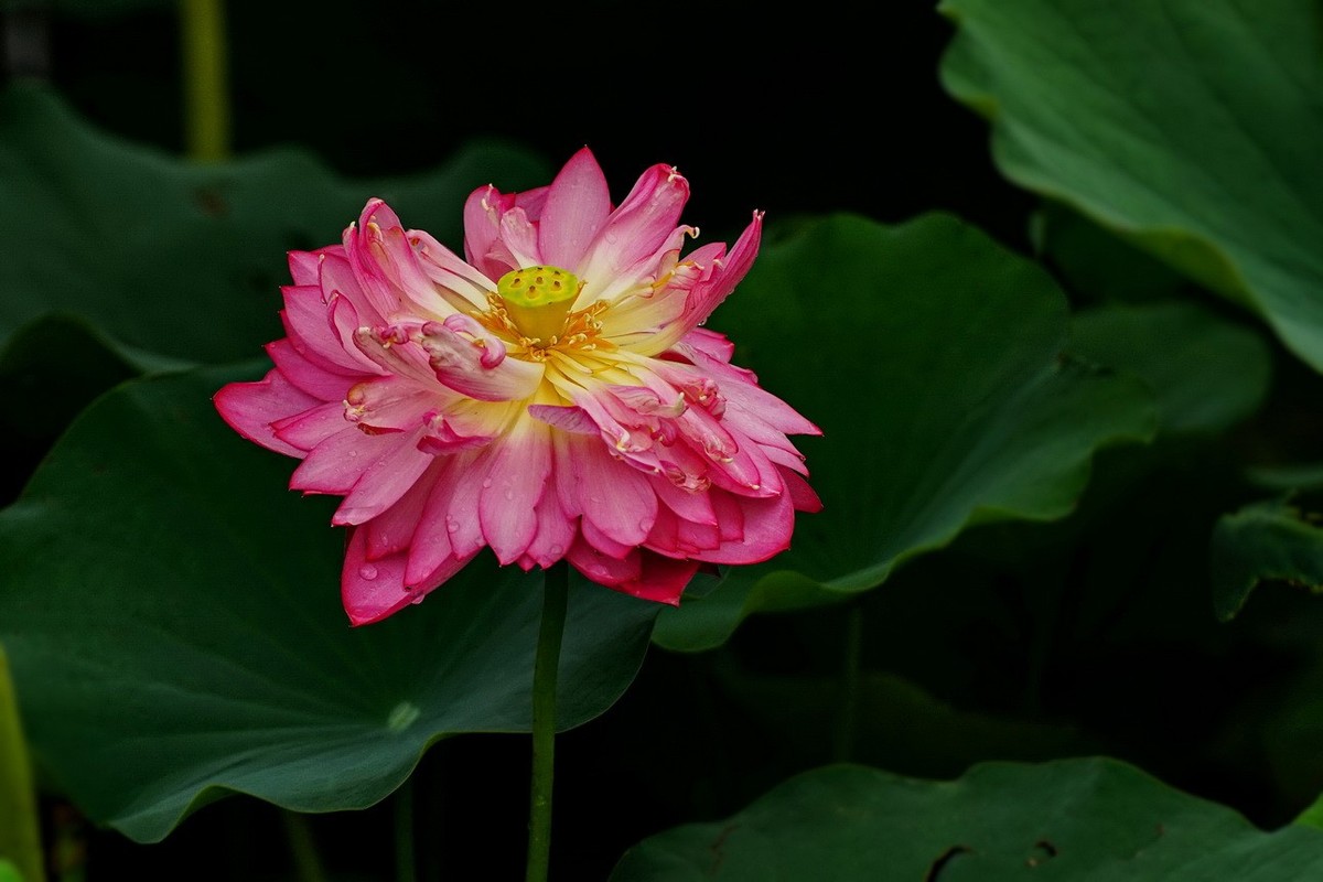 2025071 荷 花