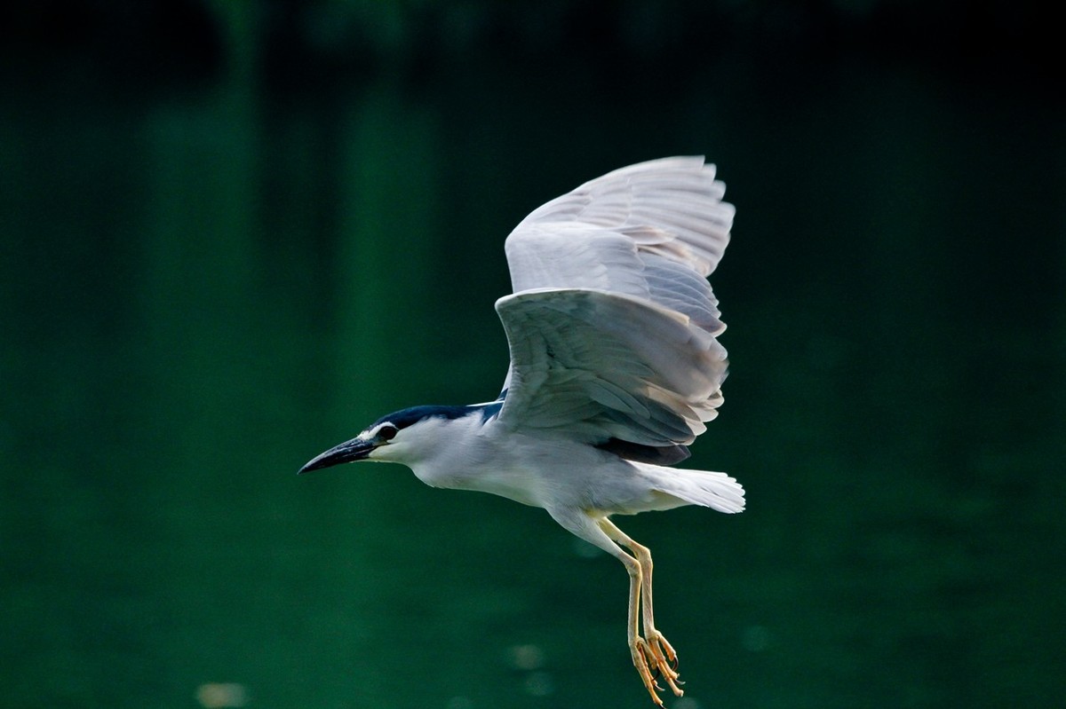随拍——明湖夜鹭 （二）