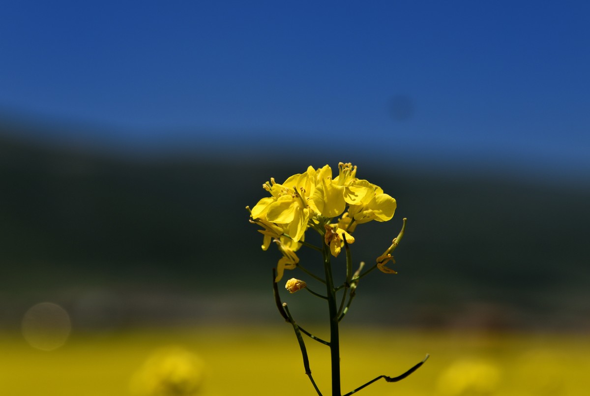 仲夏川北行【5】