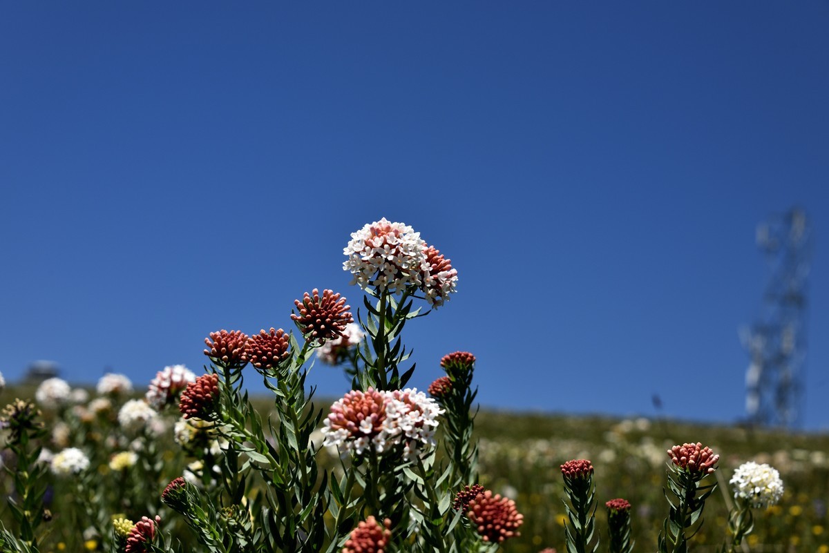 仲夏川北行【5】