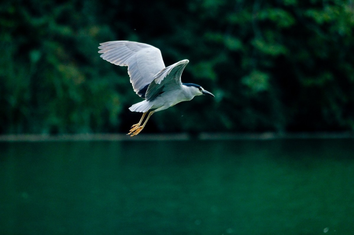 随拍——明湖夜鹭 （二）
