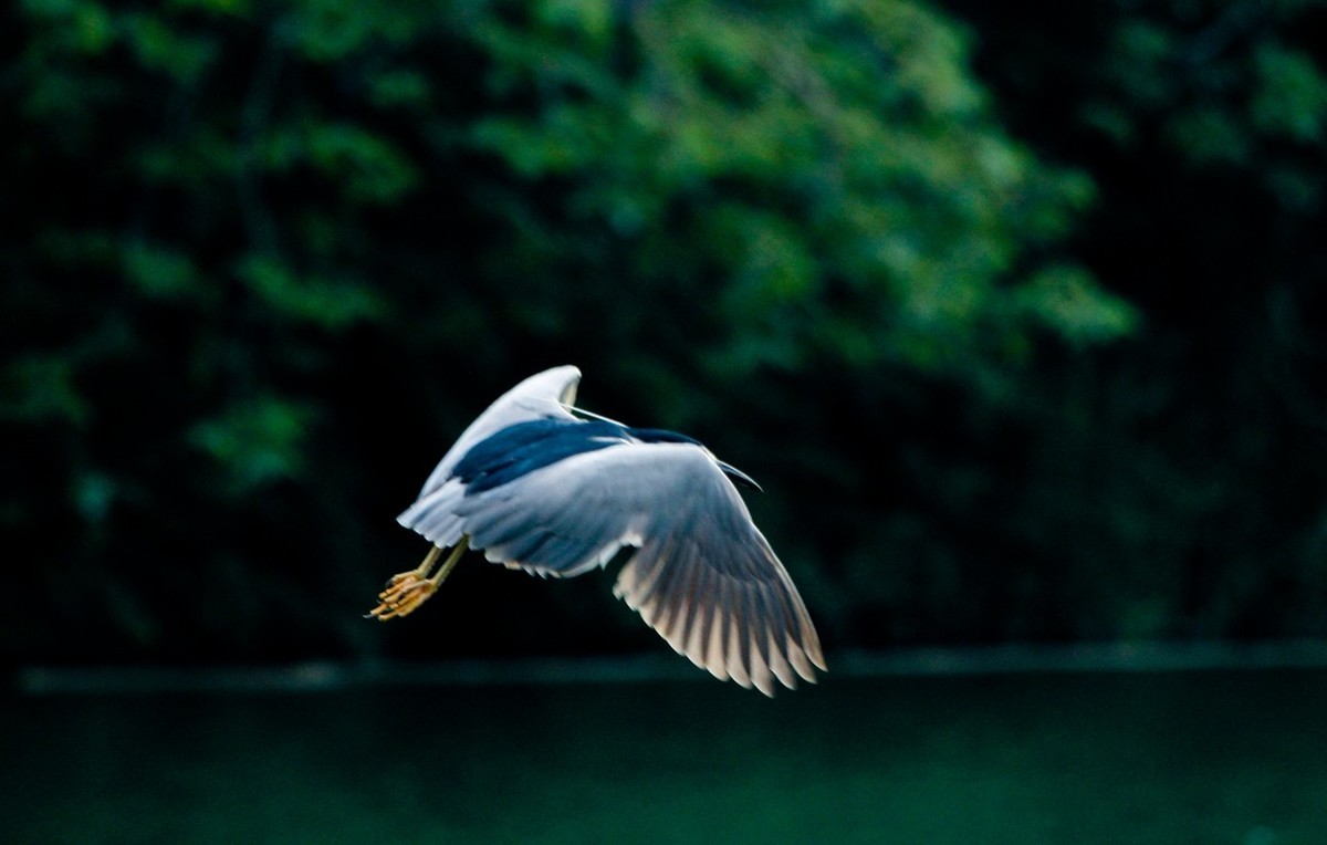 随拍——明湖夜鹭 （二）