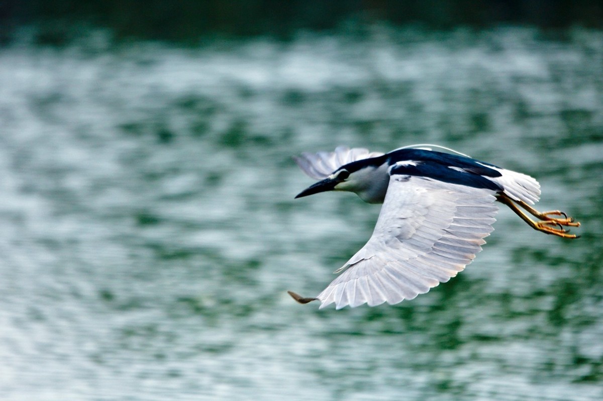 随拍——明湖夜鹭 （二）