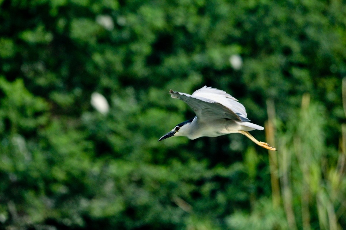 随拍——明湖夜鹭 （二）