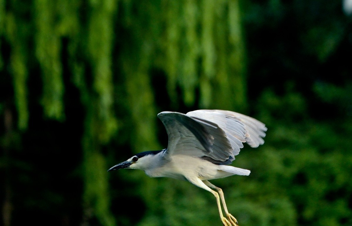 随拍——明湖夜鹭 （二）