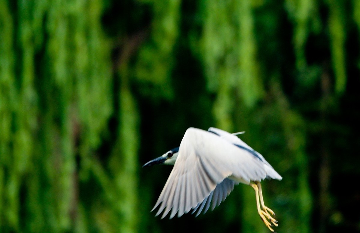 随拍——明湖夜鹭 （二）