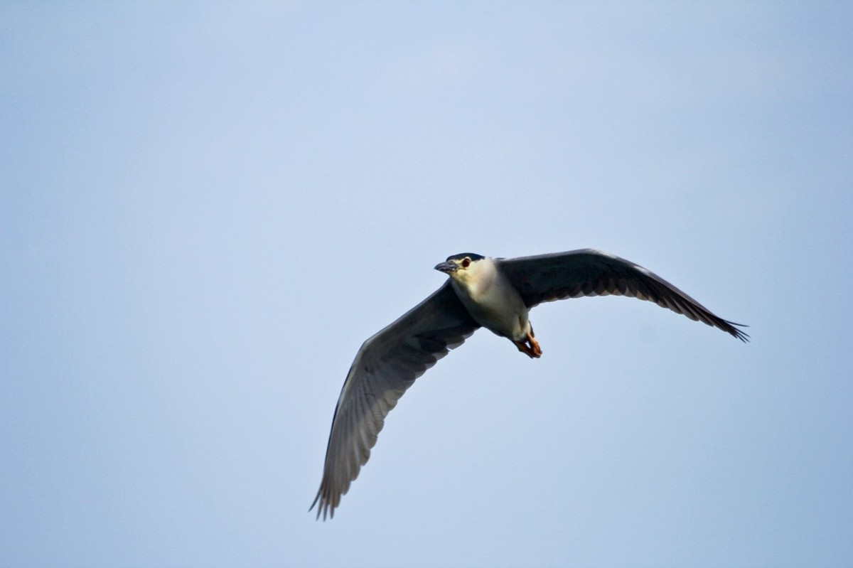 随拍——明湖夜鹭 （二）