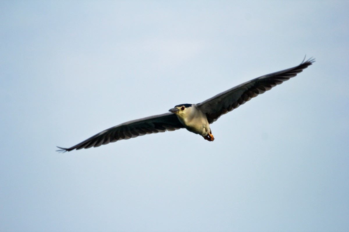 随拍——明湖夜鹭 （二）