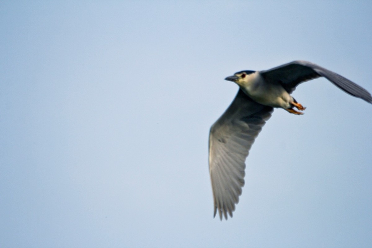 随拍——明湖夜鹭 （二）