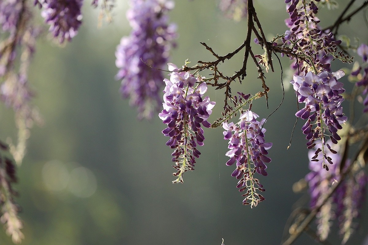 紫藤 【九】2025.136