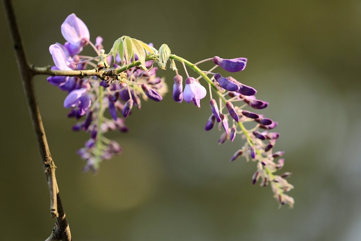 紫藤 【九】2025.136