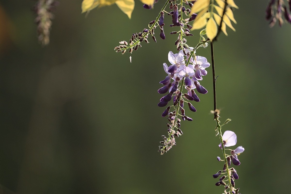 紫藤 【九】2025.136