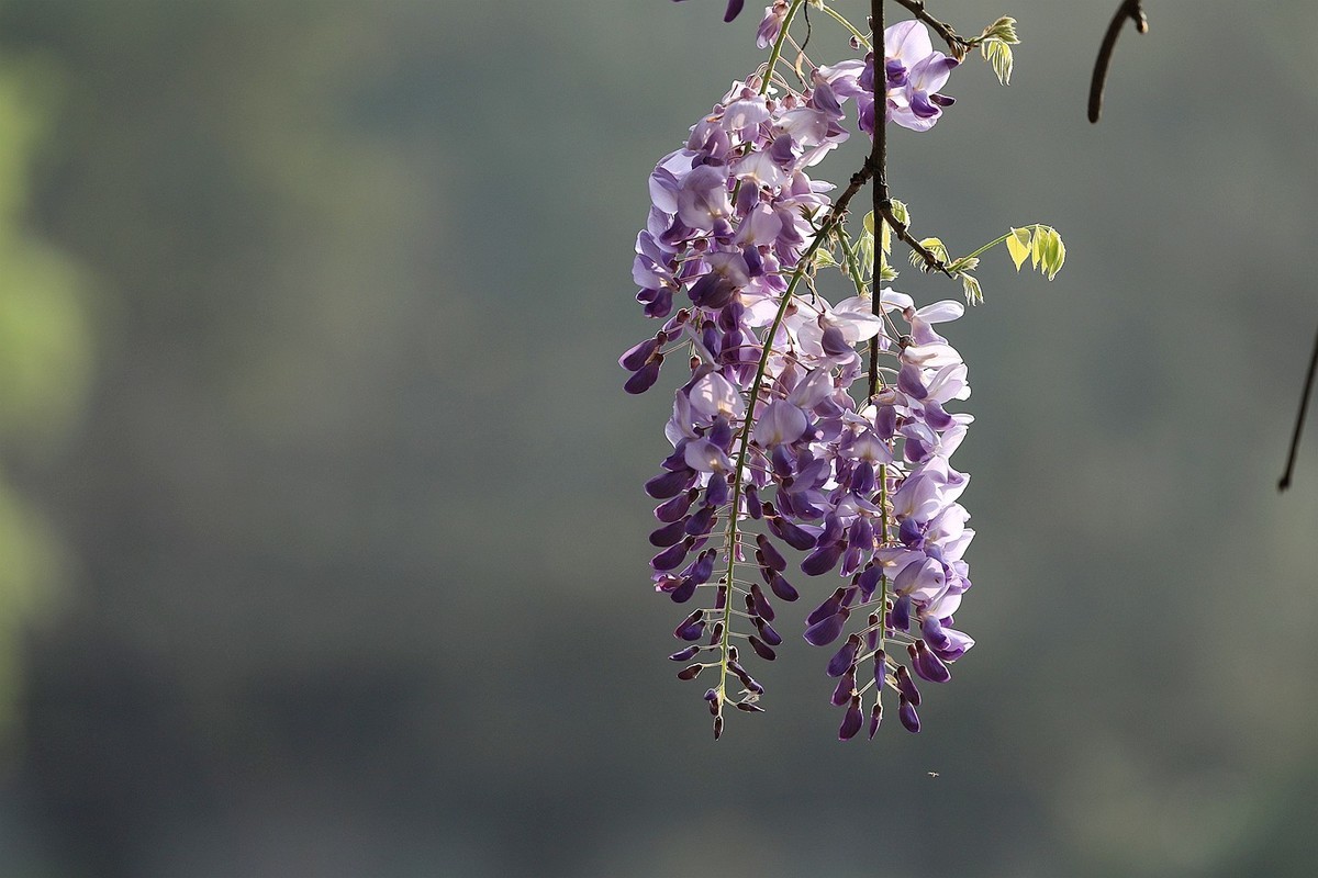 紫藤 【九】2025.136