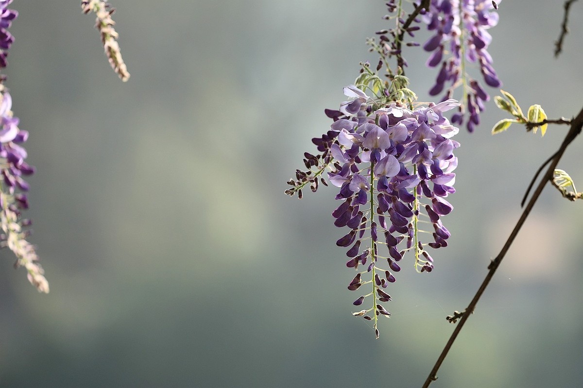 紫藤 【九】2025.136