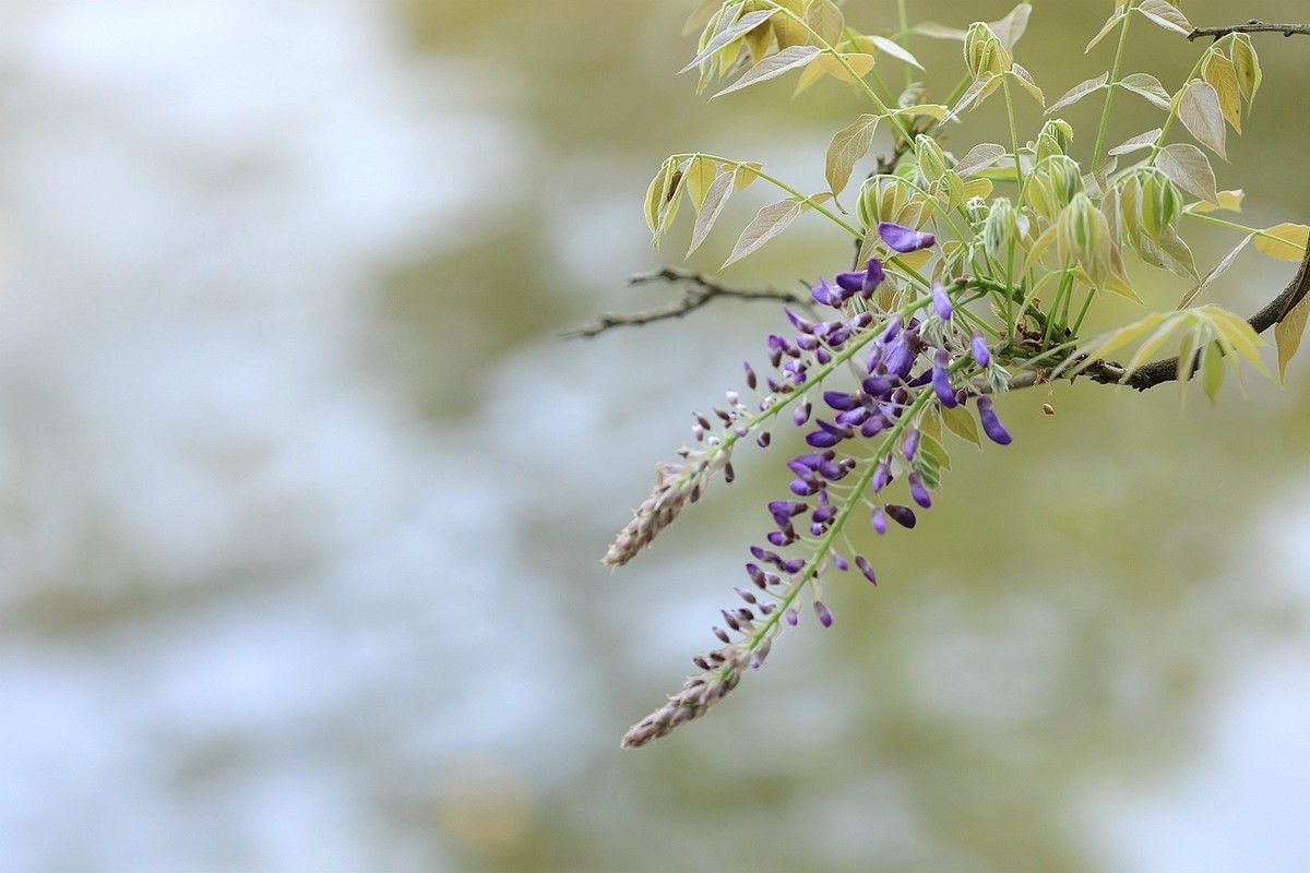 紫藤 【九】2025.136