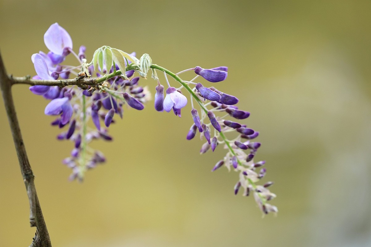 紫藤 【九】2025.136