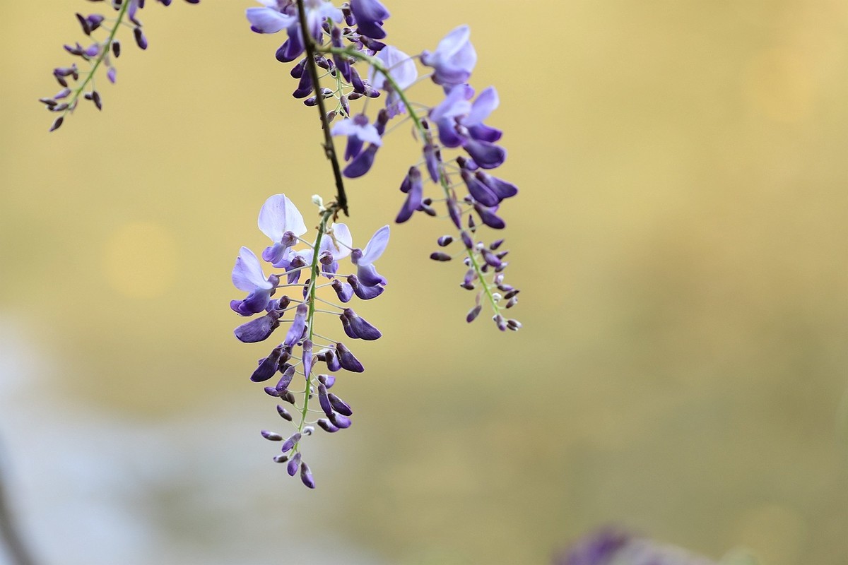 紫藤 【九】2025.136