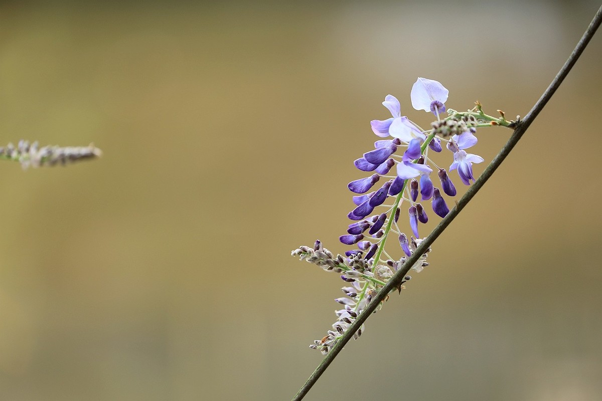紫藤 【九】2025.136