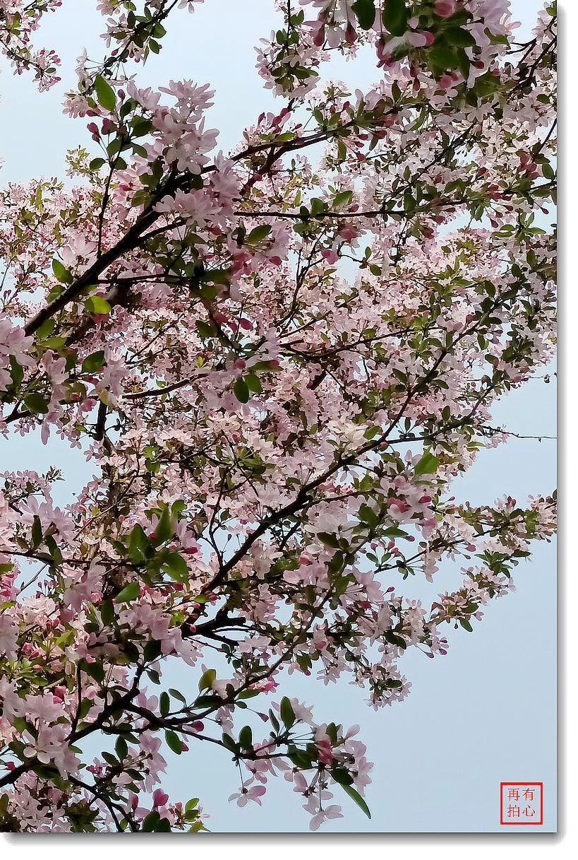 路过手机拍海棠花