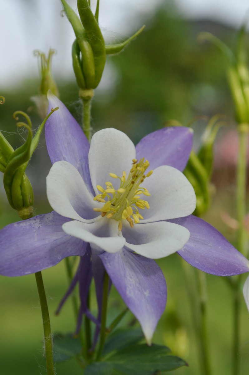 公园花卉随拍-16（0517）