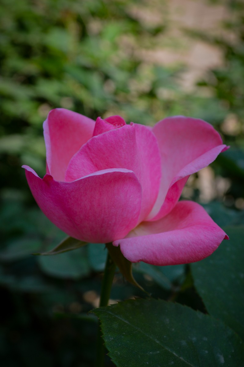 公园花卉随拍-16（0517）