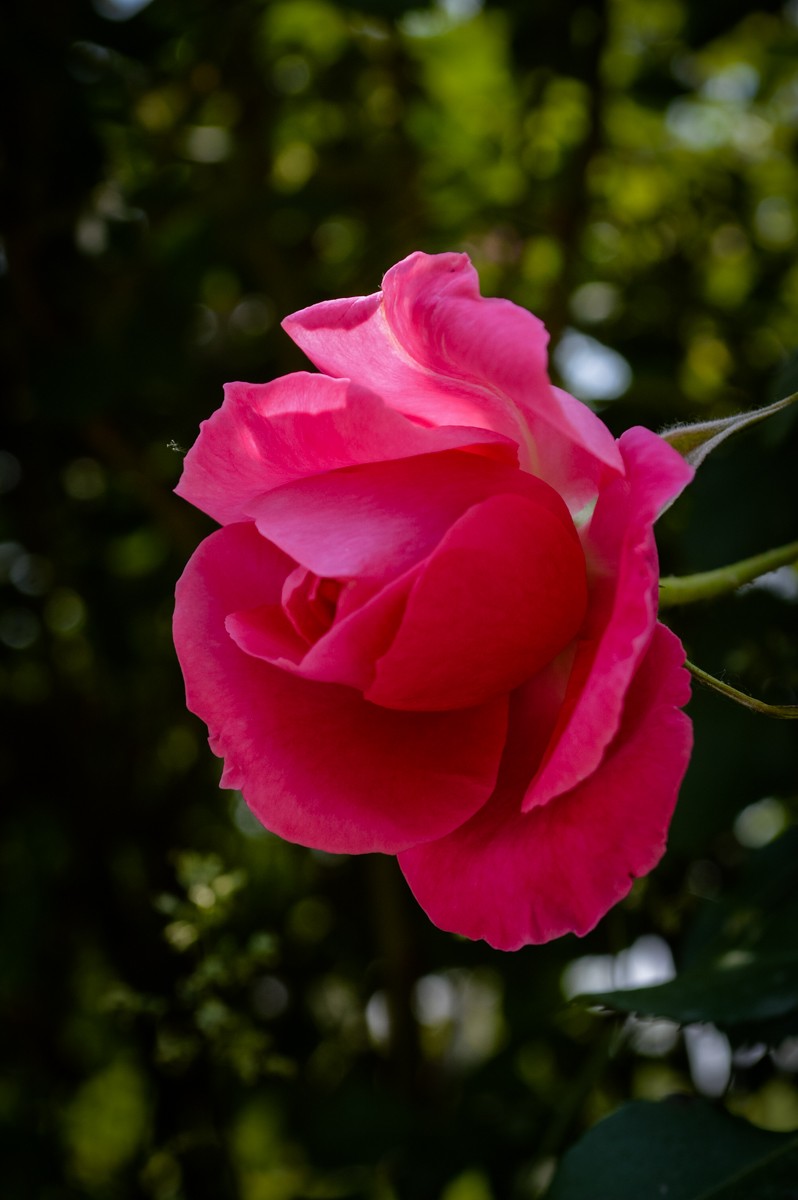 公园花卉随拍-16（0517）