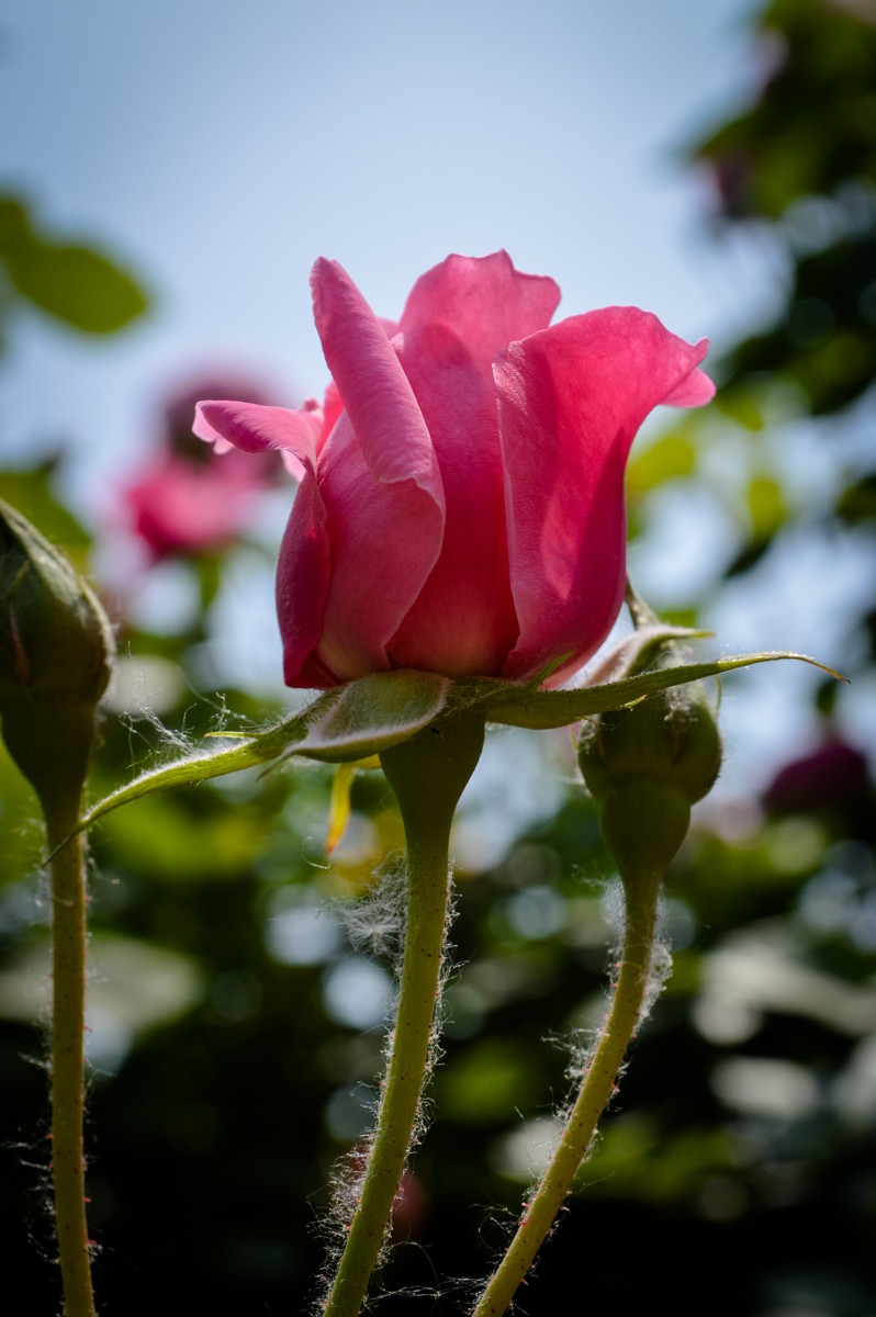 公园花卉随拍-16（0517）