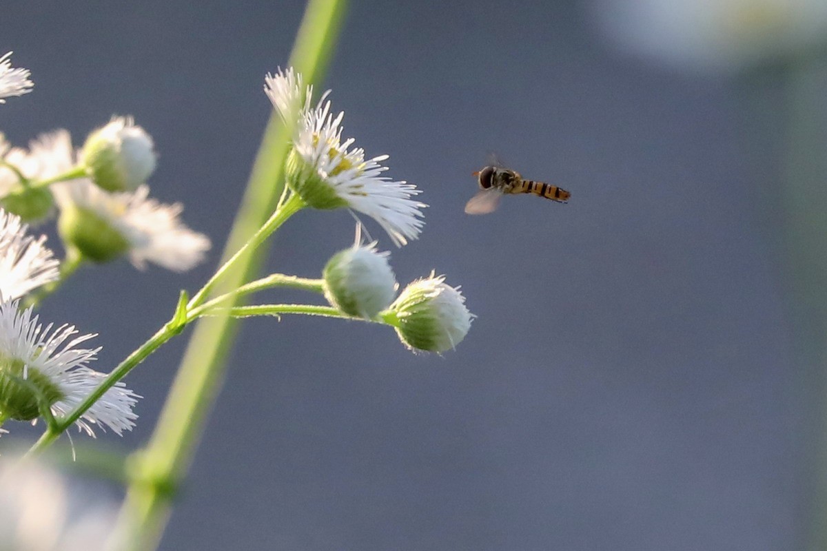 封控第39曰----小区野花半人高