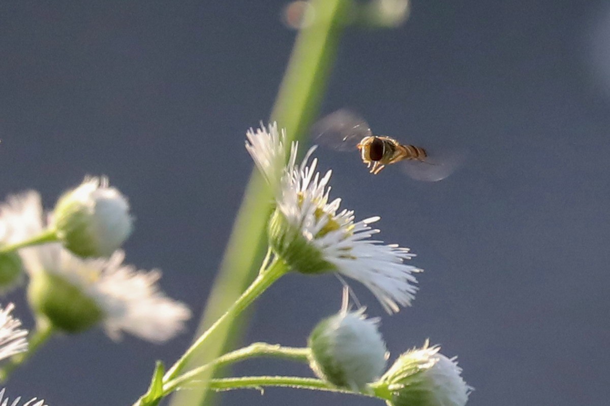封控第39曰----小区野花半人高